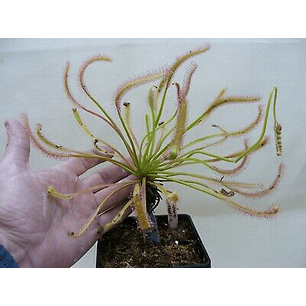 Kit de cultivo - Drosera capensis 