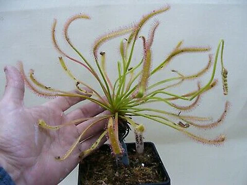 Kit de cultivo - Drosera capensis "Giant forms"
