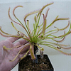 Kit de cultivo - Drosera capensis "Giant forms"