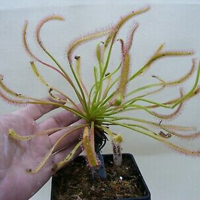 Kit de cultivo - Drosera capensis 