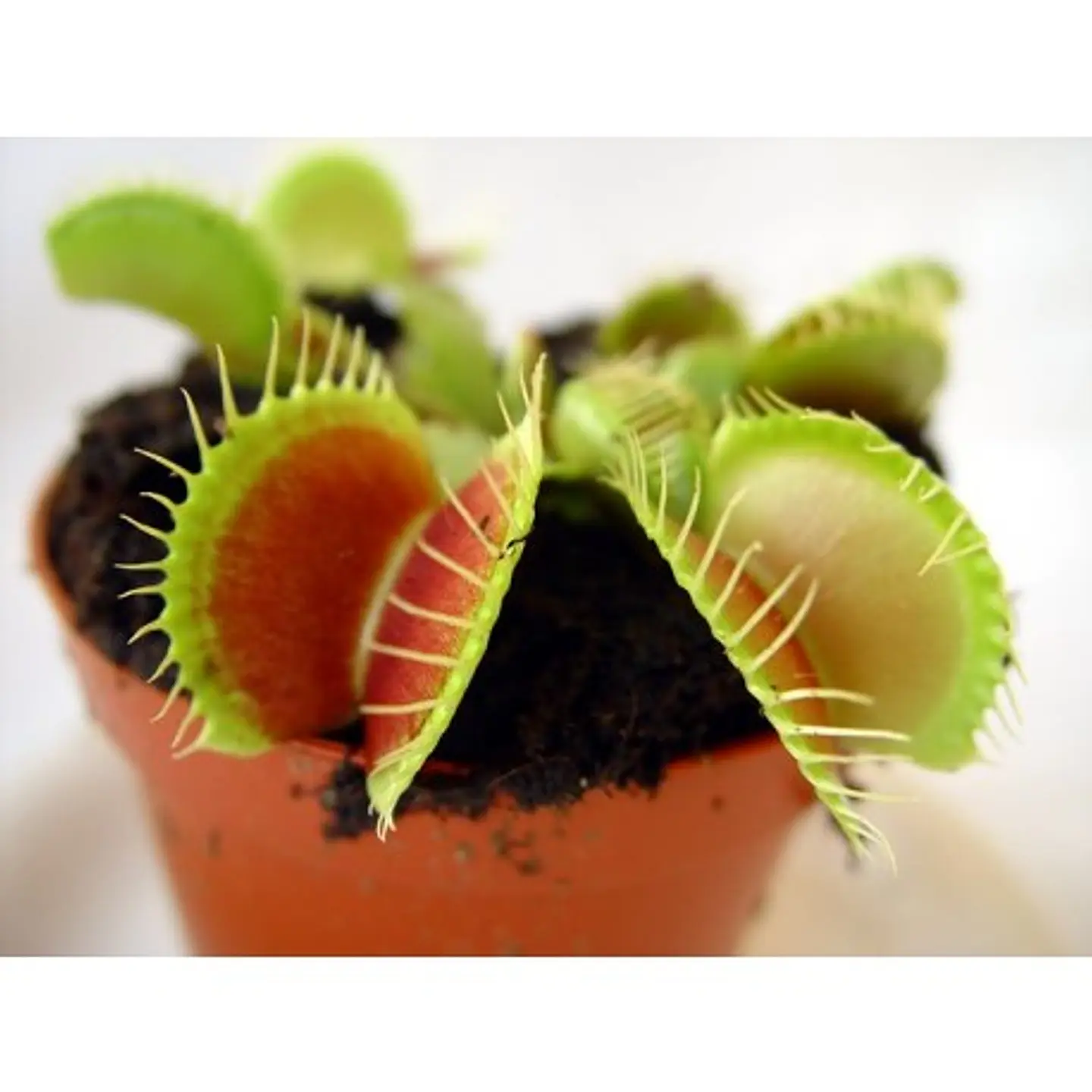 Kit de cultivo - Venus Atrapamoscas 