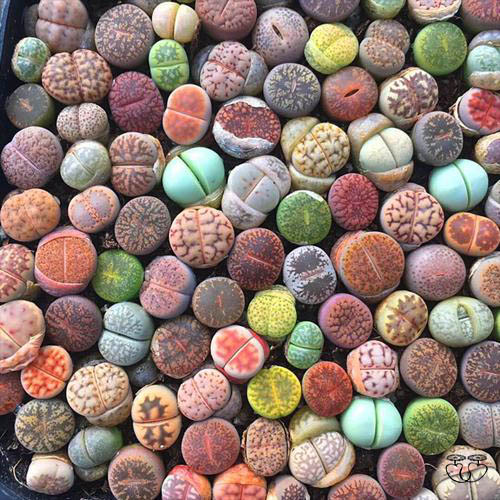 Lithops ( Planta piedra ) 🌱