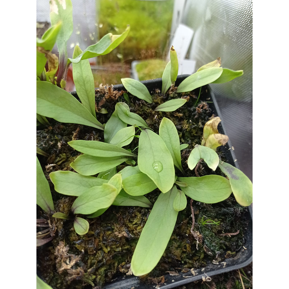 Utricularia - Longifolia