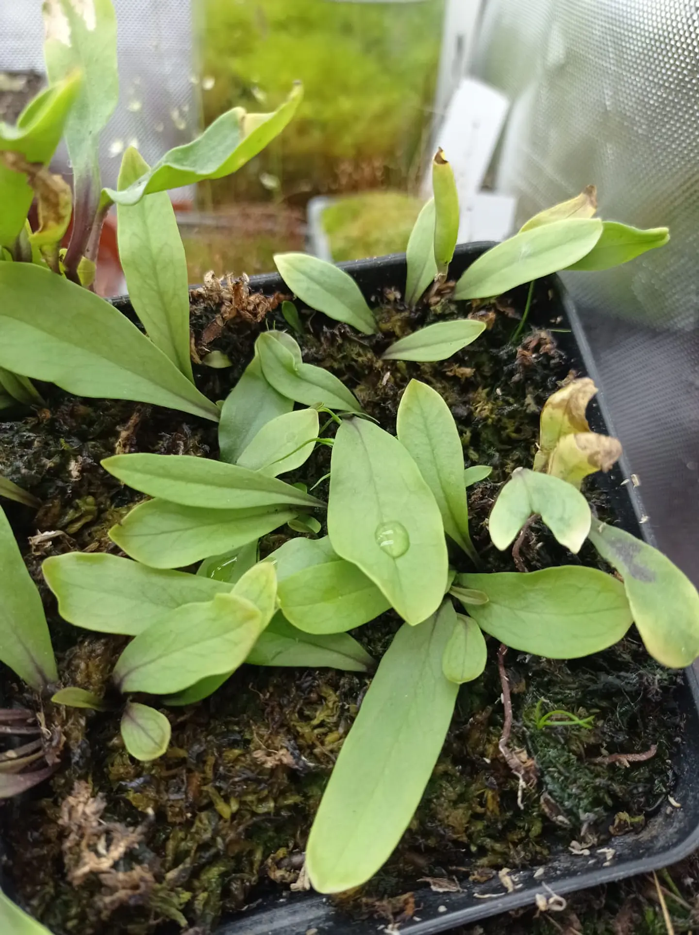 Utricularia - Longifolia 1