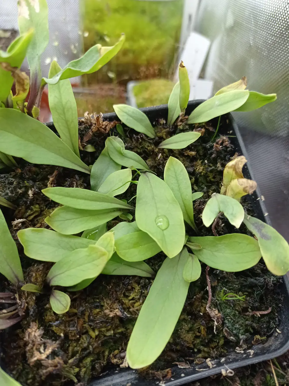 Utricularia - Longifolia 1