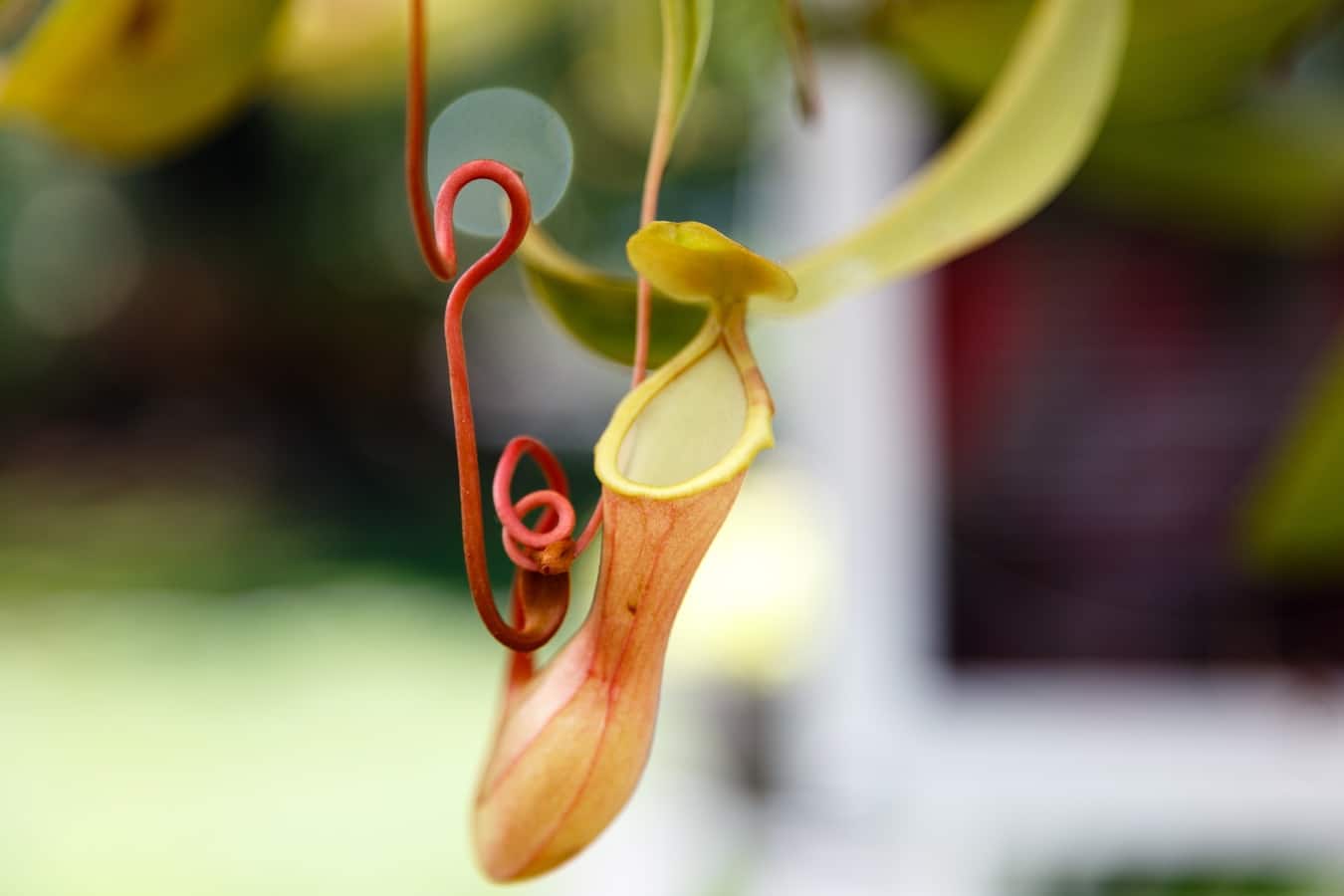Nepenthes 🌱