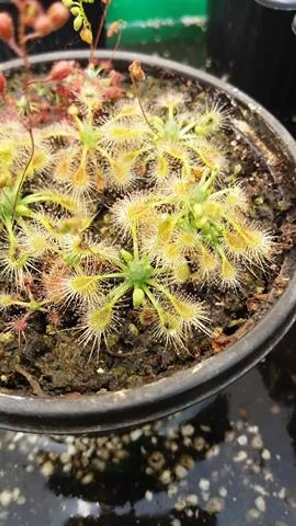 Drosera - Omissa Pink 1