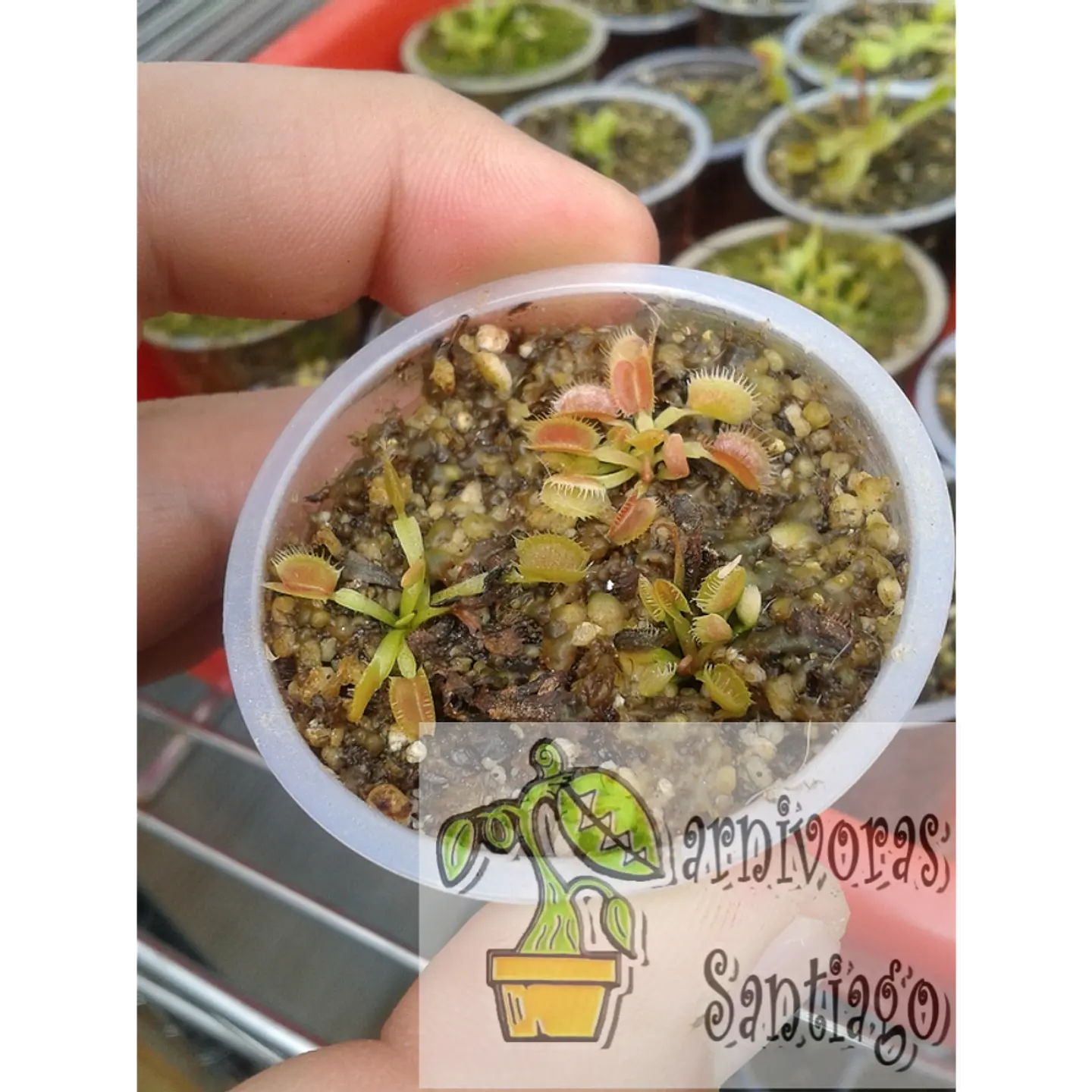 3 Dionaea muscipulas -  baby 1