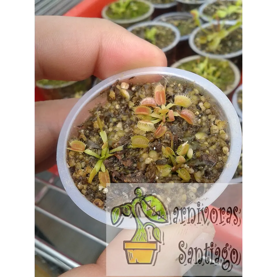 3 Dionaea muscipulas -  baby 1