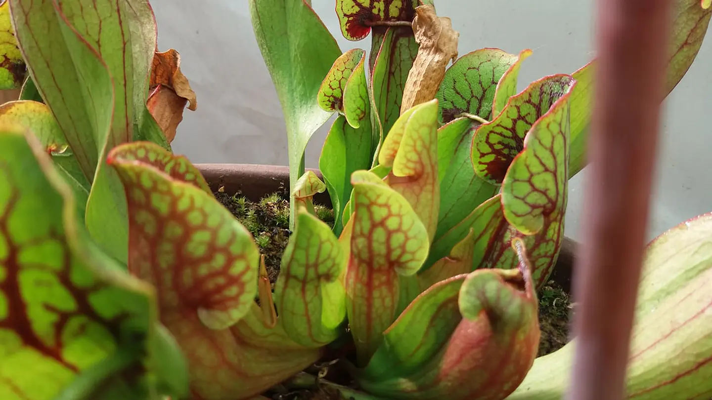 Sarracenia - Purpurea  2