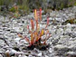 1 venus mediana + 1 drosera + 1 sarracenia  - Thumbnail 2