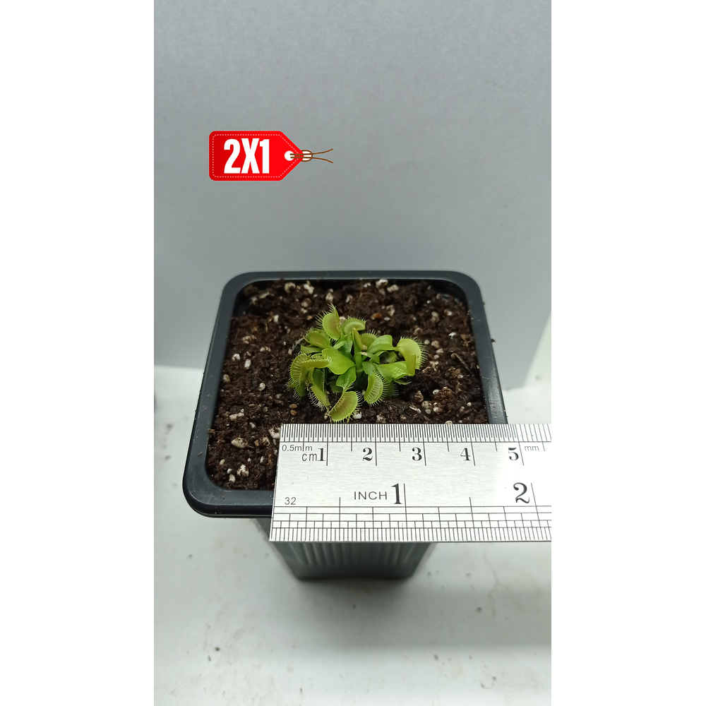 2 x 1 - Dionaea Muscipula - Típica - Pequeña 