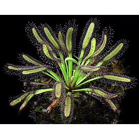 Kit de cultivo - Drosera Capensis Broad leaf