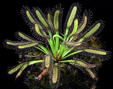 Kit de cultivo - Drosera Capensis Broad leaf