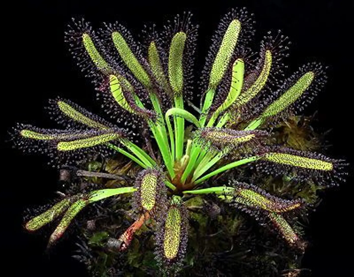 Kit de cultivo - Drosera Capensis Broad leaf 1