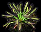 Kit de cultivo - Drosera Capensis Broad leaf - Vorschaubild 1
