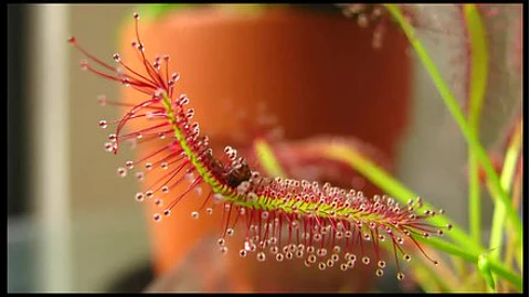 Kit de cultivo - Drosera Capensis Típica 