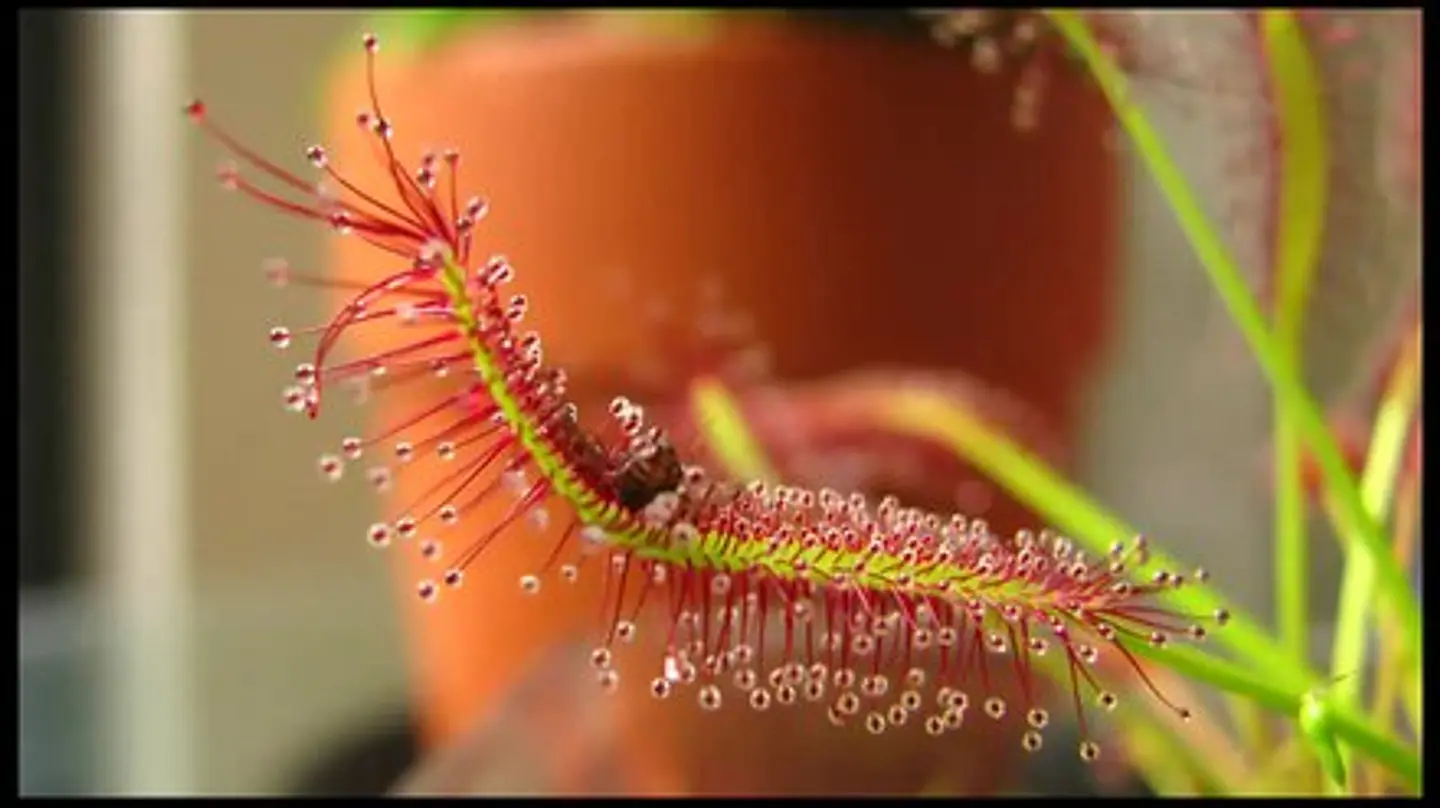 Kit de cultivo - Drosera Capensis Típica  1