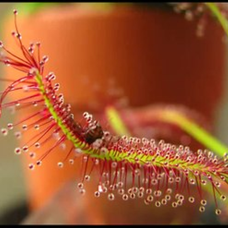 Kit de cultivo - Drosera Capensis Típica  1