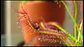 Kit de cultivo - Drosera Capensis Típica  - Thumbnail 1