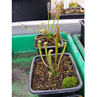 1 venus mediana + 1 drosera + 1 sarracenia  3