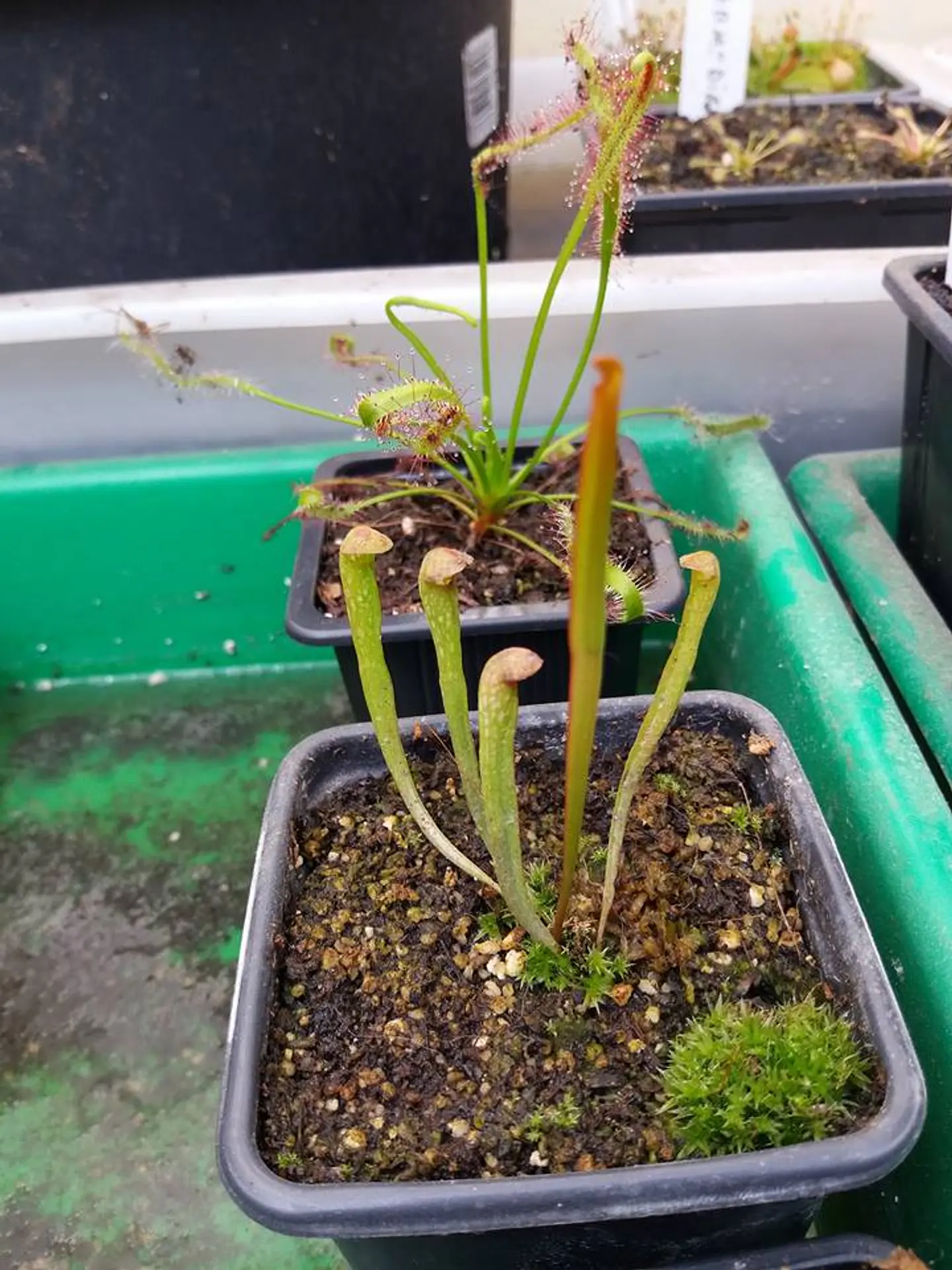 1 venus mediana + 1 drosera + 1 sarracenia  3
