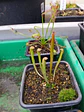 1 venus mediana + 1 drosera + 1 sarracenia  - Thumbnail 3