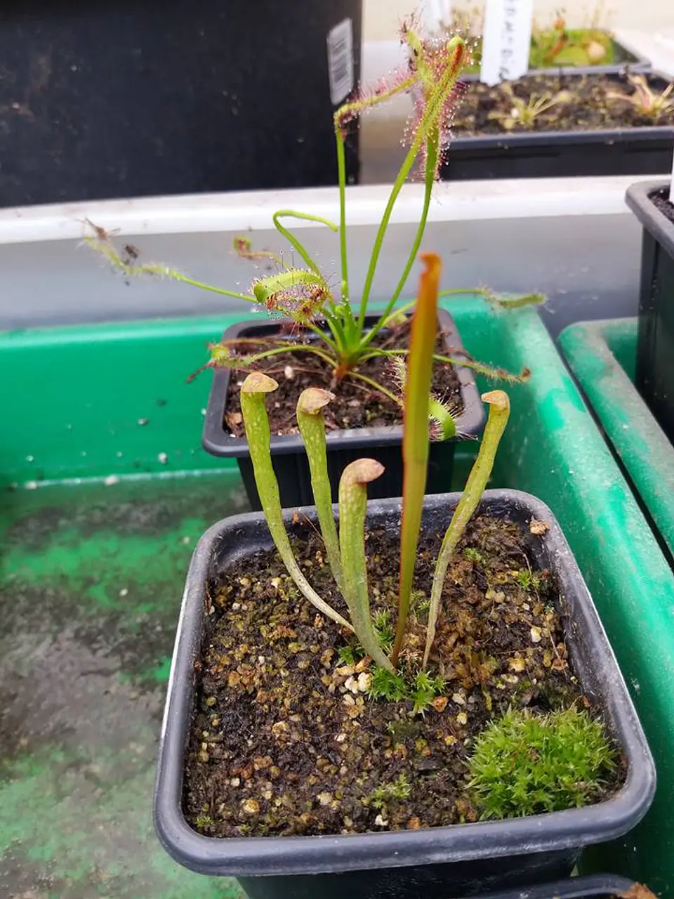 1 venus mediana + 1 drosera + 1 sarracenia  3
