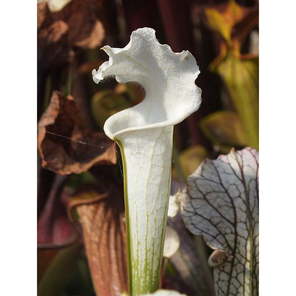 Kit de cultivo - Sarracenia leucohpylla alba