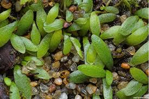 Utricularia - Dichotoma