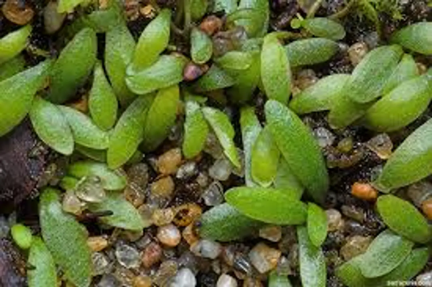 Utricularia - Dichotoma 1