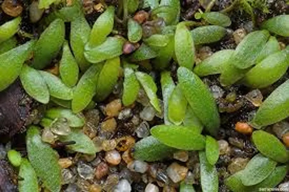 Utricularia - Dichotoma 1