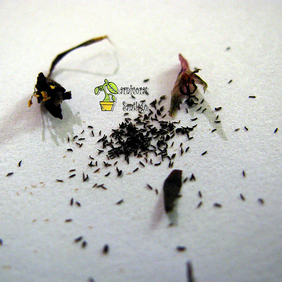 Kit de cultivo - Drosera Capensis 