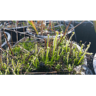 Kit de Cultivo - Drosera Filiformis 1