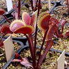 Dionaea Muscipula - Red Piranha