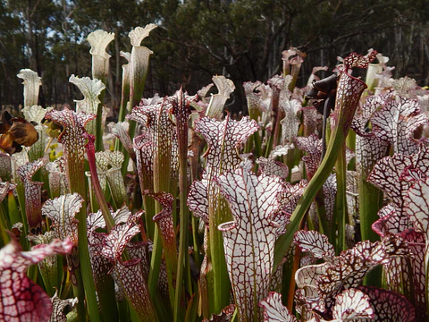 Kit de cultivo - Sarracenia leucophylla mix