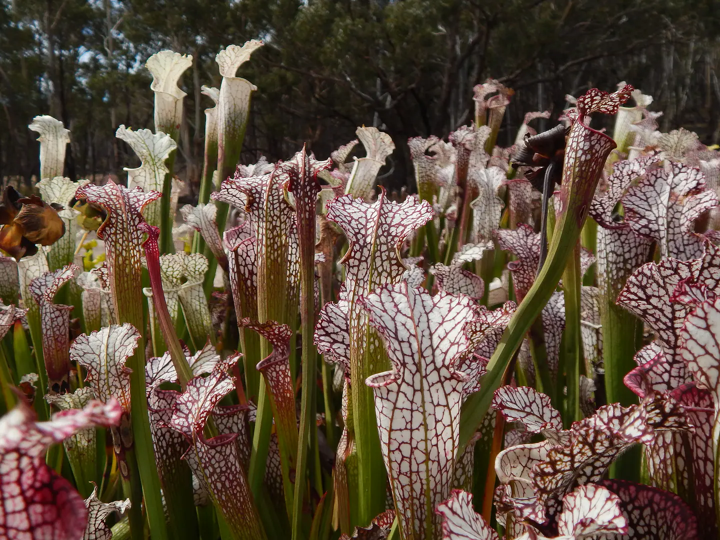 Kit de cultivo - Sarracenia leucophylla mix 1