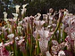 Kit de cultivo - Sarracenia leucophylla mix - Miniatura 1