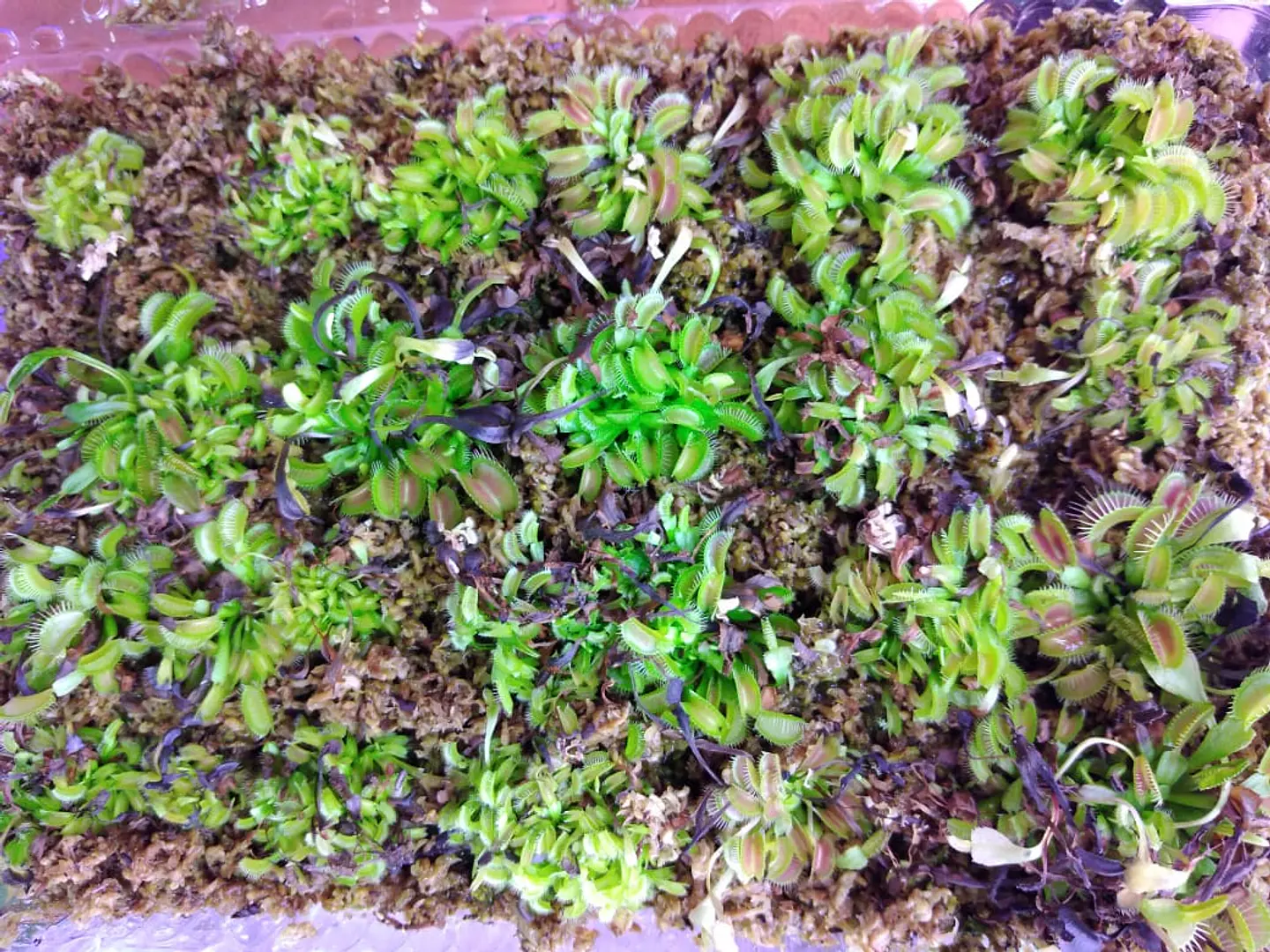 30 venus atrapamoscas baby - pequeñas 1