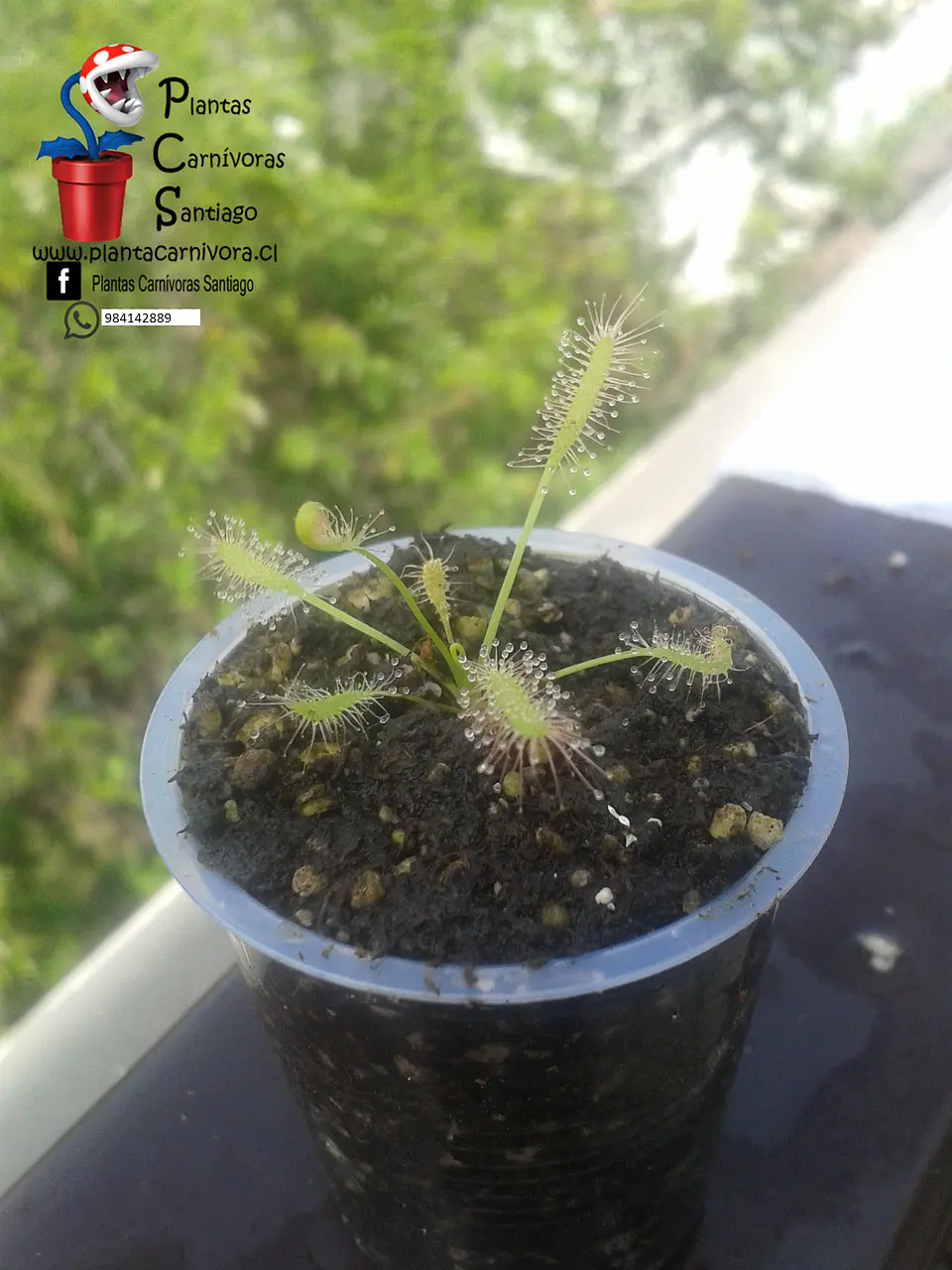 Drosera - Capensis Alba 1