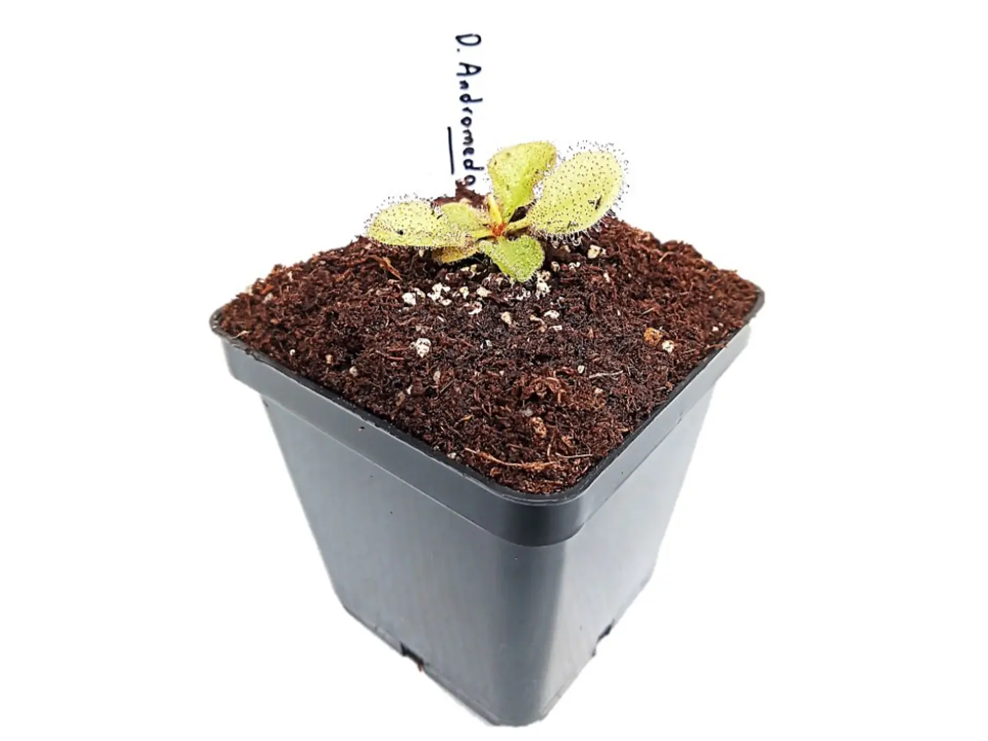 Drosera 