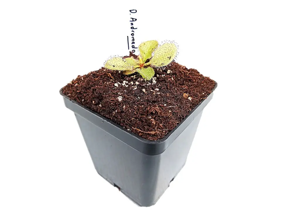Drosera 