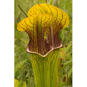 Sarracenia  - Oreophila - semillas