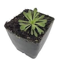 Stylidium debile 🌱