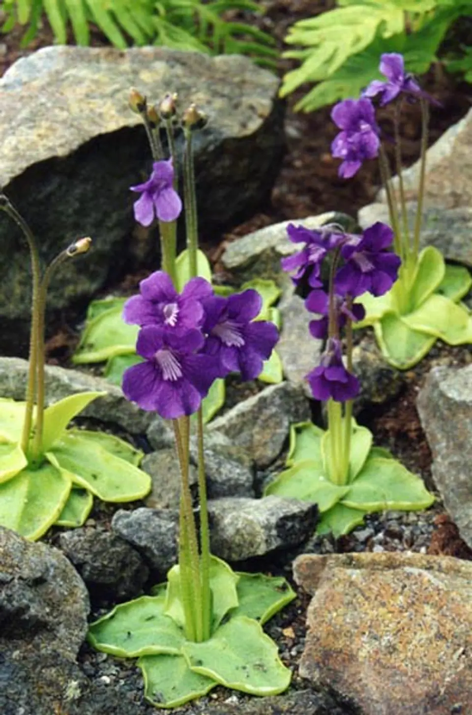 Pinguicula - Grandiflora 1