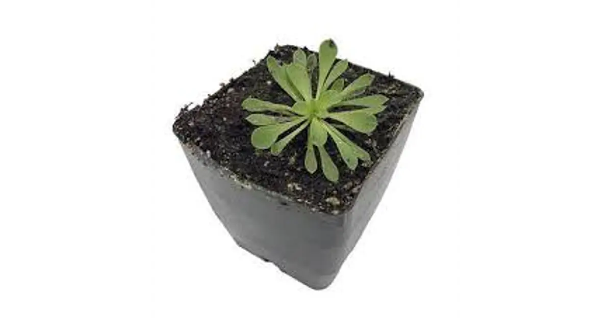 Stylidium debile