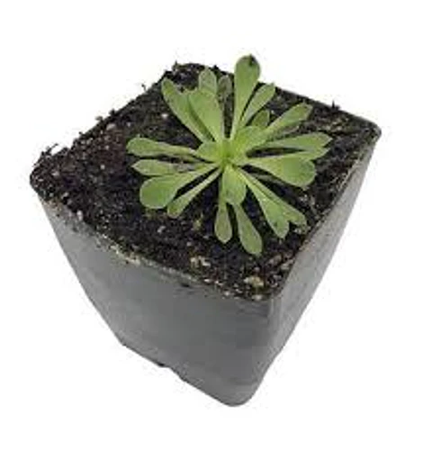 Stylidium debile