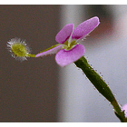 Stylidium debile 2