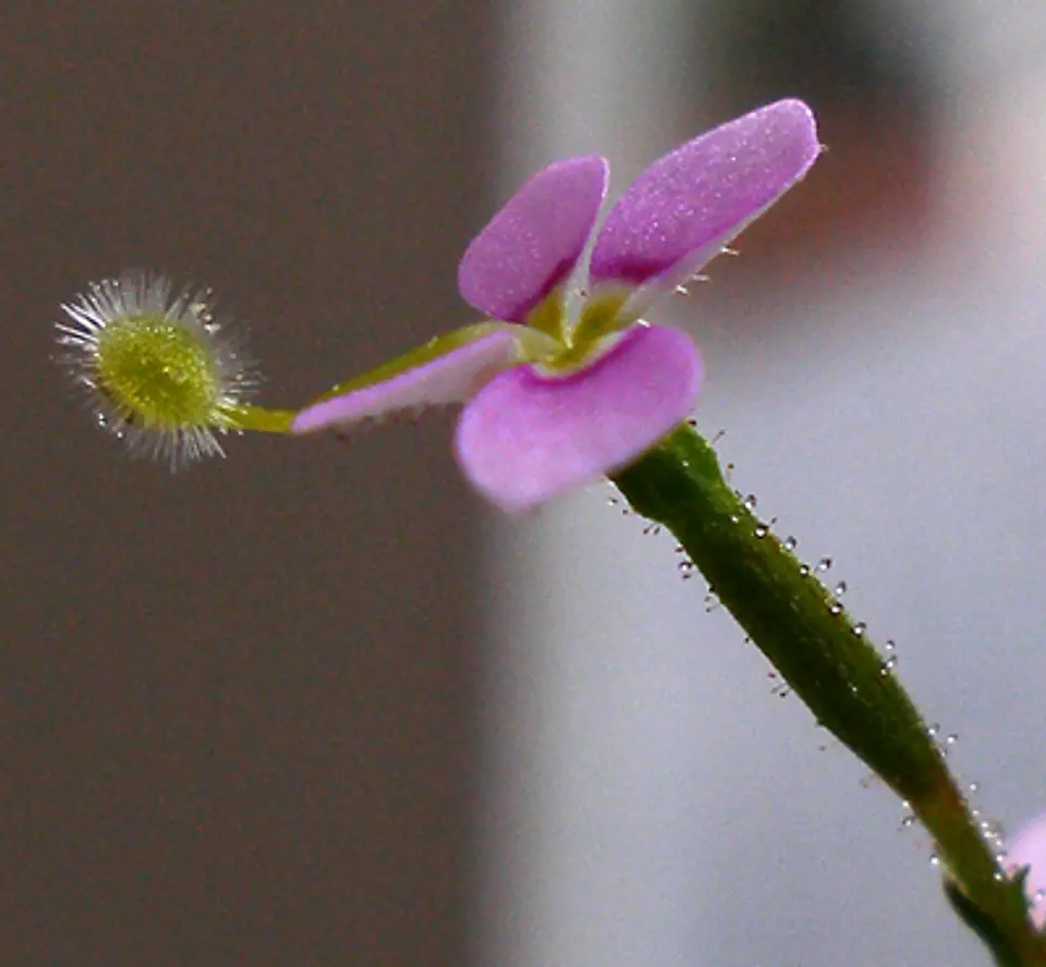 Stylidium debile 2