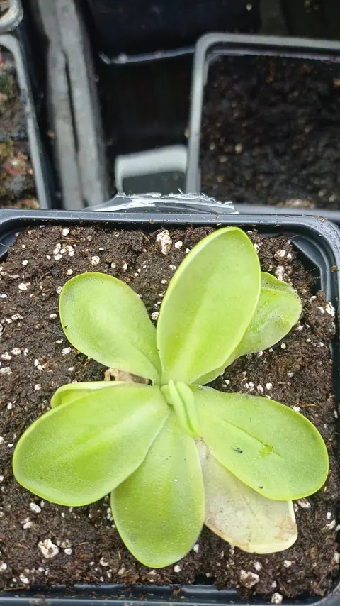 Pinguicula - Agnata x moranensis